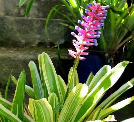 Aechmea gamosepala - LUCKY STRIPE - Matchstick Bromeliad