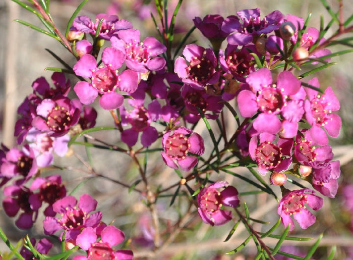 Chamelaucium uncinatum - BURGUNDY BLUSH - Geraldton Wax