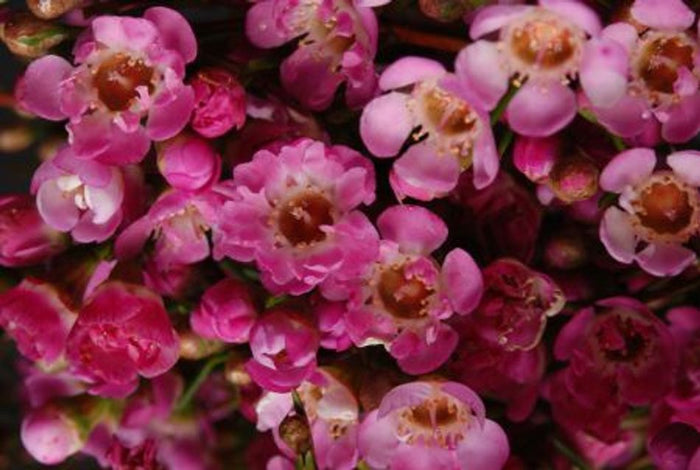 Chamelaucium uncinatum - RASPBERRY RIPPLE - Geraldton Wax 'Raspberry Ripple' PBR