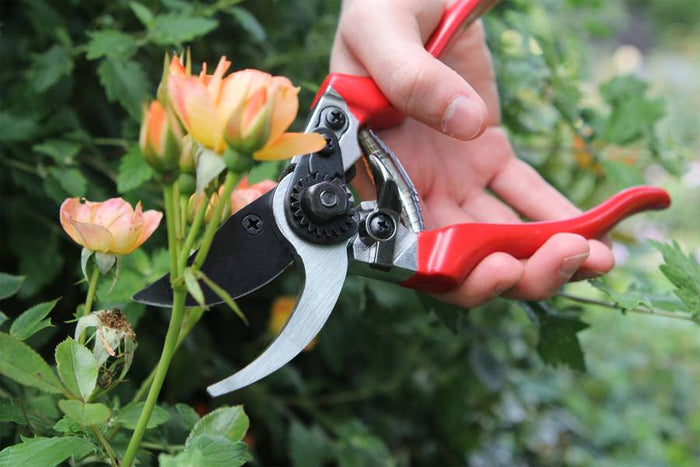 Darlac - Professional Pruner
