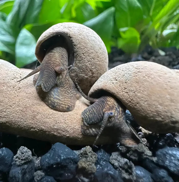 Two brown textured freshwater aquarium snails with tentacles in stone-like shells in an aquatic environment