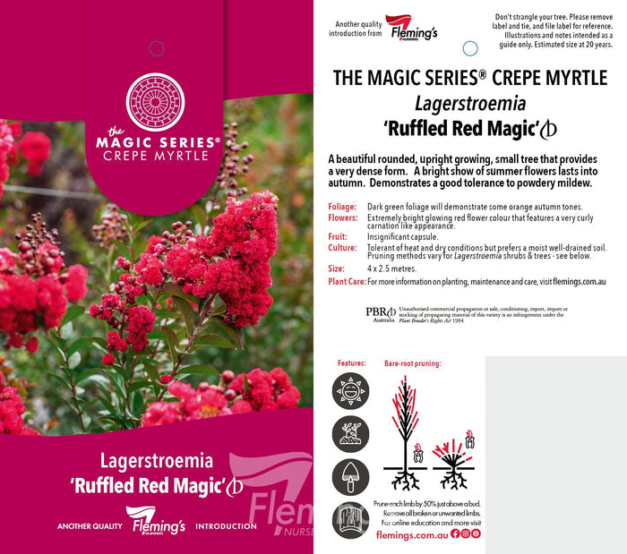 Lagerstroemia indica x subcostata fauriei - RUFFLED RED MAGIC - Crepe Myrtle 'PIILAG-VII' PBR