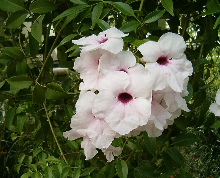 Pandorea jasminoides - Bower of Beauty
