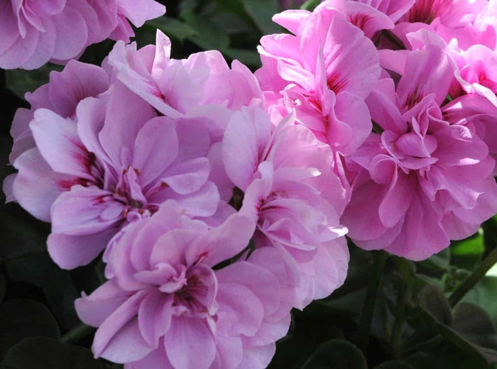 Pelargonium peltatum - Great Balls of Fire® LAVENDER - Ivy Geranium