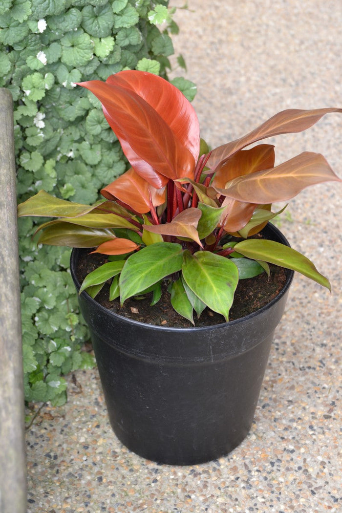 Philodendron - PRINCE OF ORANGE