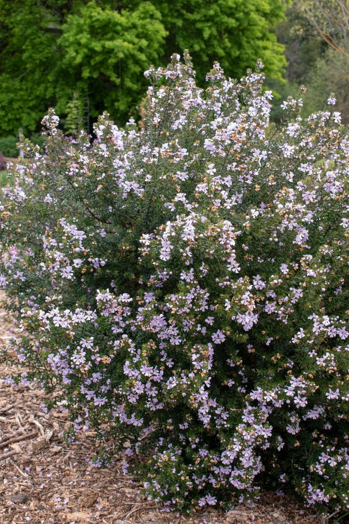Westringia - SMOKE SCREEN MAUVE - Coastal Rosemary