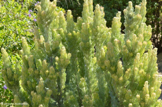 Adenanthos sericeus - SILVER STREAK - Woolly Bush