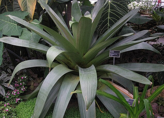 Alcantarea imperialis - SILVER PLUM - Giant Bromeliad