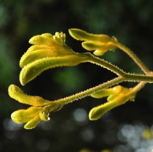 Anigozanthos - BUSH GOLD - Kangaroo Paw
