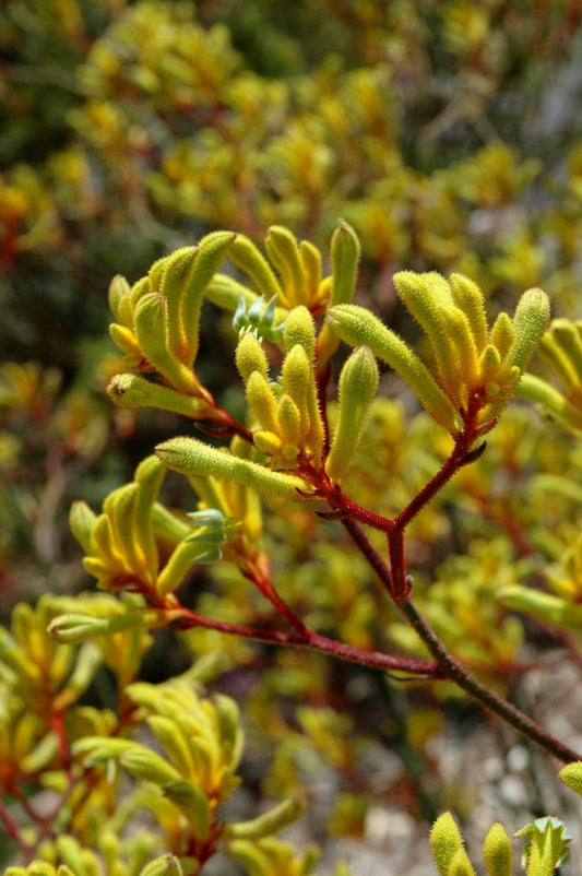 Anigozanthos - LANDSCAPE GOLD - Kangaroo Paw 'Ramboneer' PBR