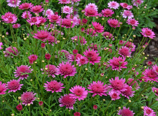 Argyranthemum frutescens - Madeira™ PINK CRESTED - Marguerite Daisy