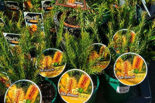 Banksia ericifolia - GOLDEN GIRL - Lantern Banksia