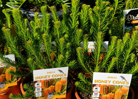 Banksia ericifolia - HONEY CONES - Lantern Banksia