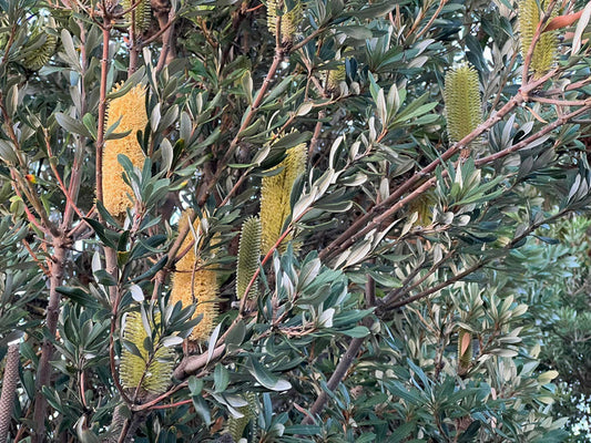 Banksia integrifolia - SENTINEL - Coast Banksia 'BIT 11' PBR