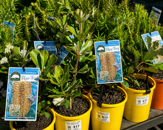 Banksia integrifolia - SHORE THING - Coast Banksia