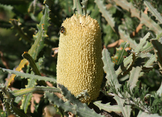 Banksia pilostylis - Marsh Banksia