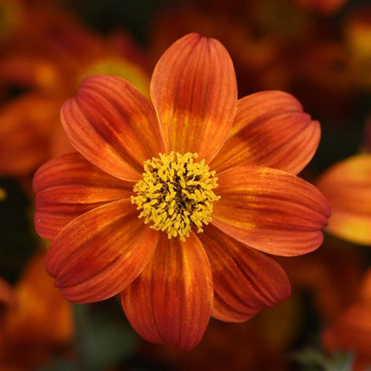 Bidens ferulifolia - BEE HAPPY RED - Apache Beggarticks