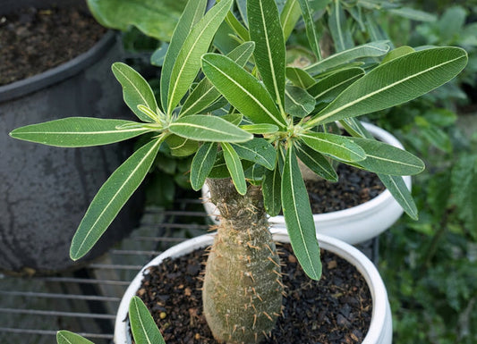 Bonsai - Pachypodium - Madagascar Palm