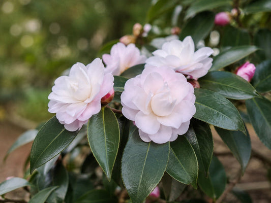Camellia japonica - CINNAMON CINDY