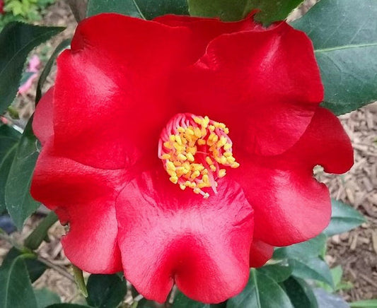 Camellia japonica - MIDNIGHT