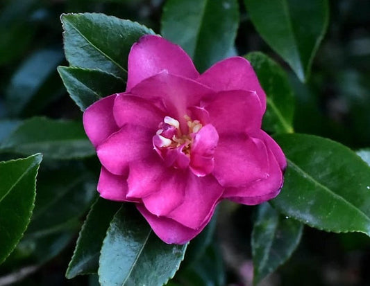 Camellia oleifera - DAZZLER