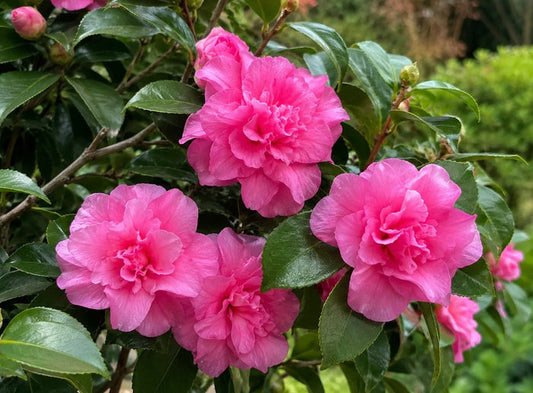 Camellia oleifera - SPARKLING BURGUNDY