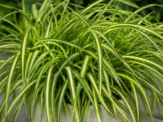 Carex oshimensis - EVERSHEEN - Variegated Oshima Kan Suge