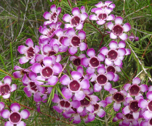 Chamelaucium - CAROUSEL - Geraldton Wax