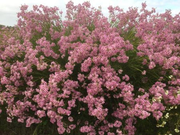 Chamelaucium - JAMBINU ZEST - Geraldton Wax Tucker Bush