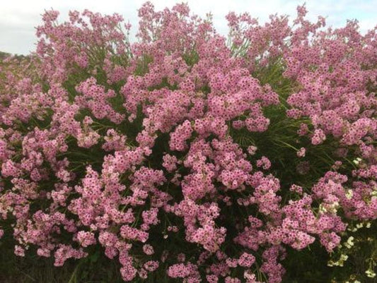 Chamelaucium - JAMBINU ZEST - Geraldton Wax Tucker Bush