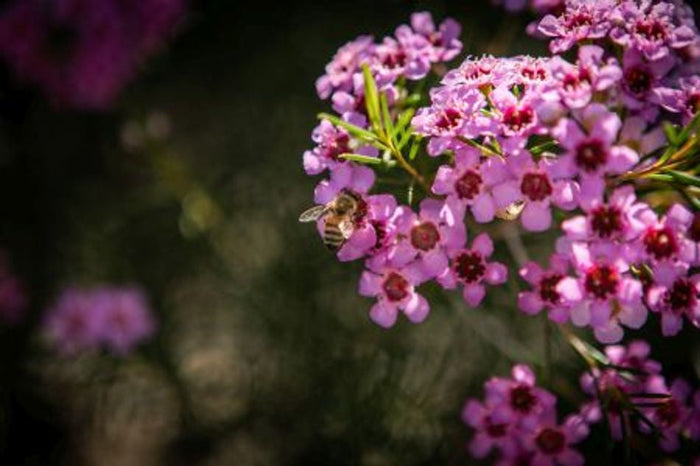 Chamelaucium - JAMBINU ZEST - Geraldton Wax Tucker Bush