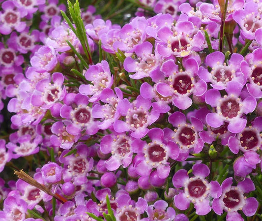 Chamelaucium - KALBARRI - Geraldton Wax