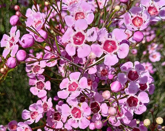 Chamelaucium - NIEKS PRIDE - Geraldton Wax