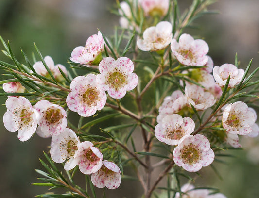 Chamelaucium - RHIANNON - Geraldton Wax