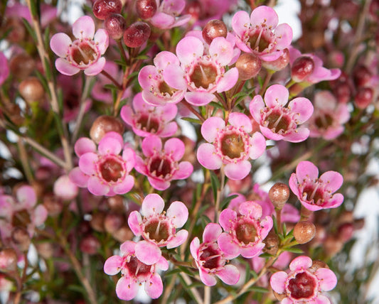 Chamelaucium - SARAHS DELIGHT - Geraldton Wax 'Sarahs Delight' PBR