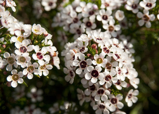 Chamelaucium floriferum - Geraldton Wax