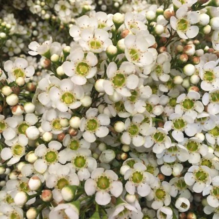 Chamelaucium megalopetalum - BATAVIAN PEARL - Large Waxflower 'WX 74' PBR