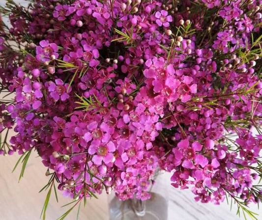 Chamelaucium uncinatum - FREE SPIRIT - Geraldton Wax