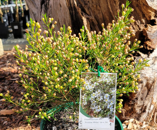 Chamelaucium uncinatum - PRISTINE WHITE - Geraldton Wax