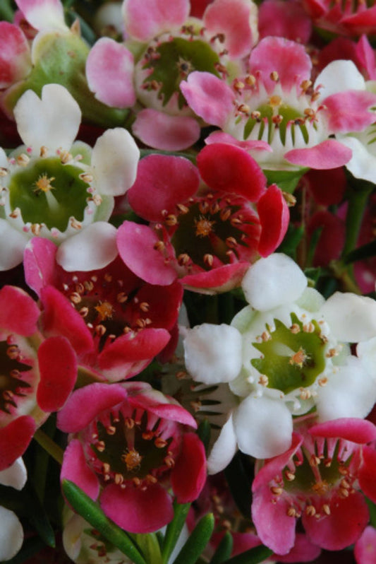 Chamelaucium uncinatum x axillare - MY SWEET SIXTEEN - Geraldton Wax