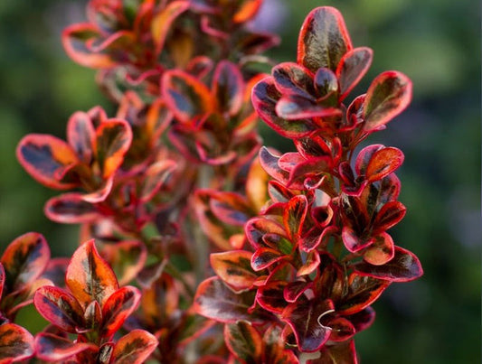 Coprosma repens - IGNITE - Mirror Bush 'Ignite' PBR