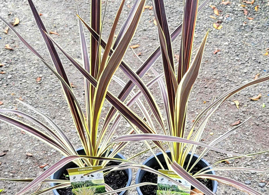 Cordyline banksii - ELECTRIC FLASH - Ti Ngahere 'Sprilecflash' PBR