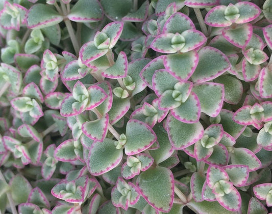 Crassula pellucida marginalis minima albovariegata - PETITE BICOLOUR