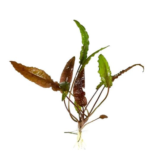 Cryptocoryne Wendtii Red green and brown aquatic plant with roots