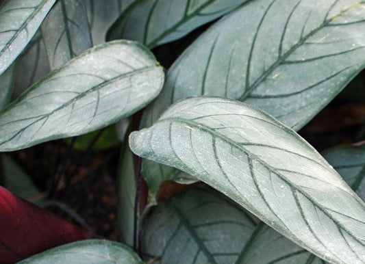 Ctenanthe setosa - GREY STAR - Never-Never Plant