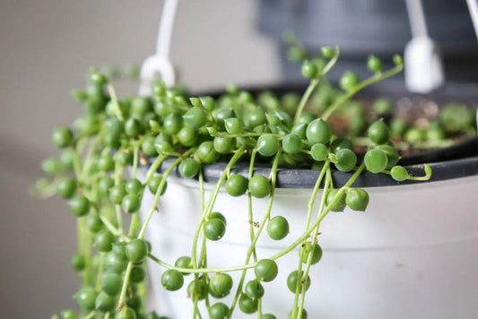 Curio rowleyanus - String of Pearls