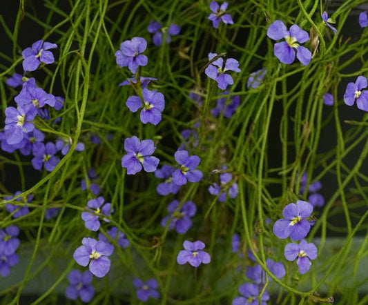 Dampiera trigona - Angle-Stem Dampiera