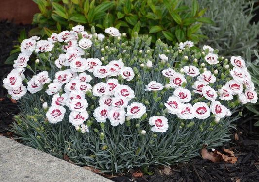Dianthus x allwoodii - COCONUT SUNDAE - Sweet William 'WP05 Yves' PBR