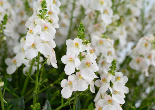 Diascia barberae - Trinity™ GRACE - Twinspur