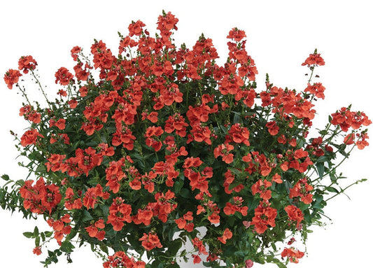 Diascia barberae - Trinity™ SUNSET - Twinspur